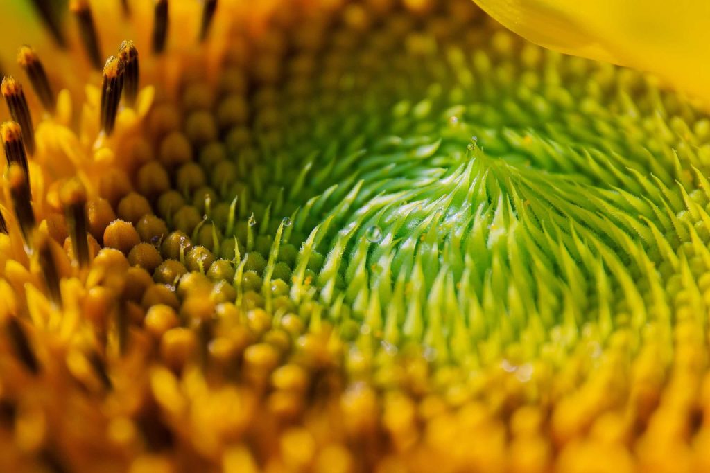 Zonnebloem